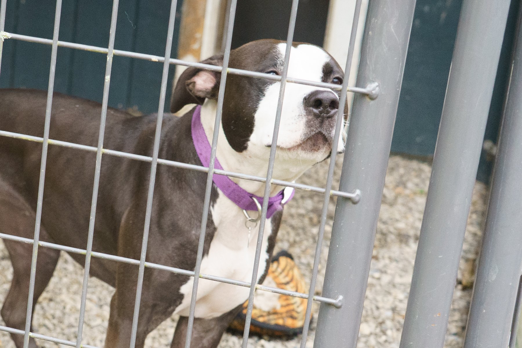 Animal Farm Foundation-48.jpg