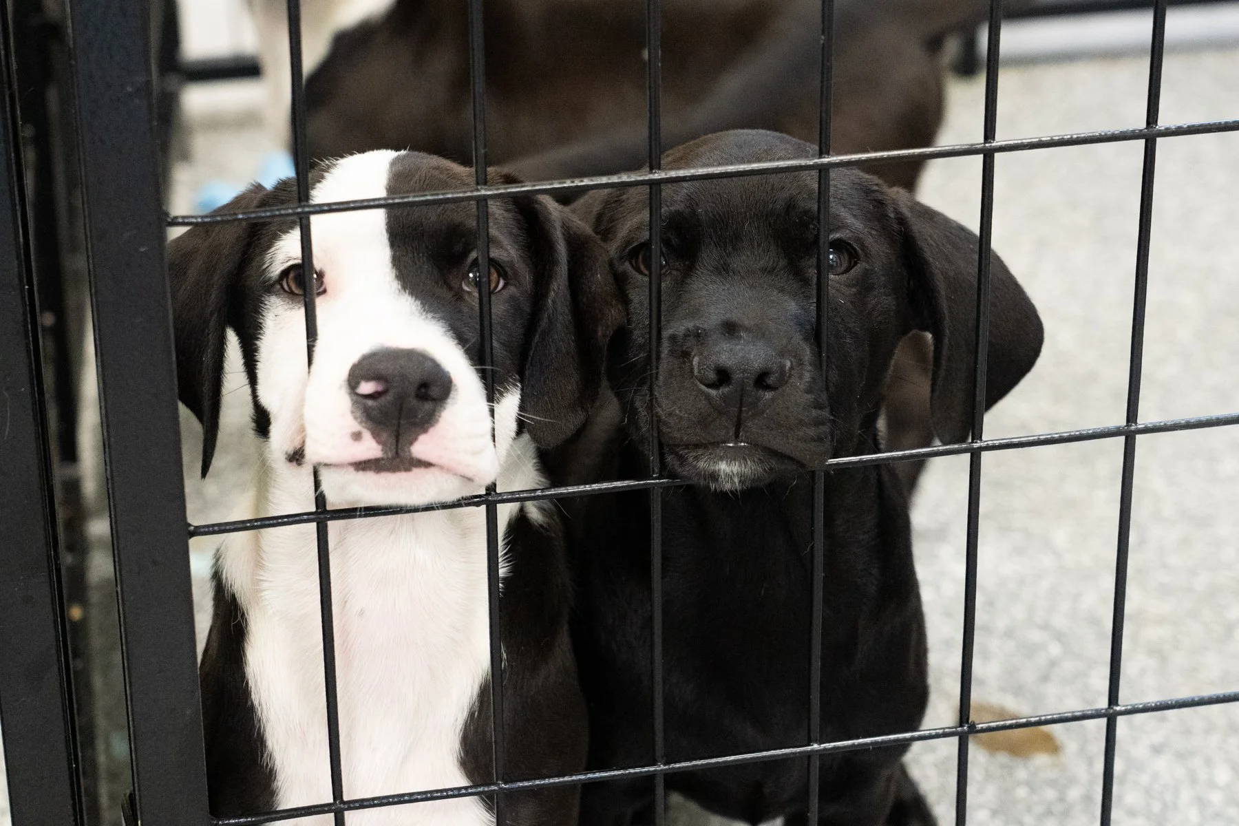 Better Together Dog Rescue