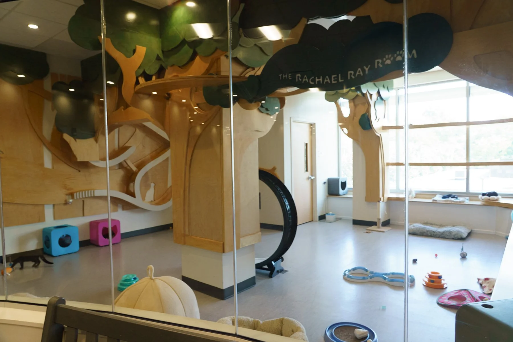 playroom for dogs at north shore animal league