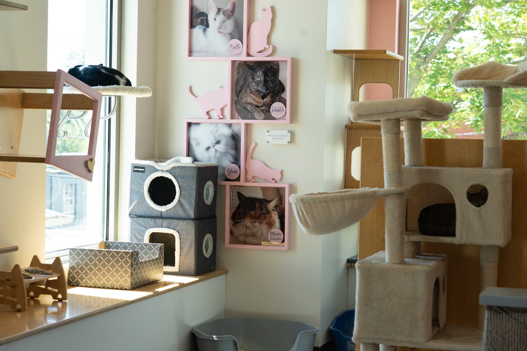cat room at north shore animal league