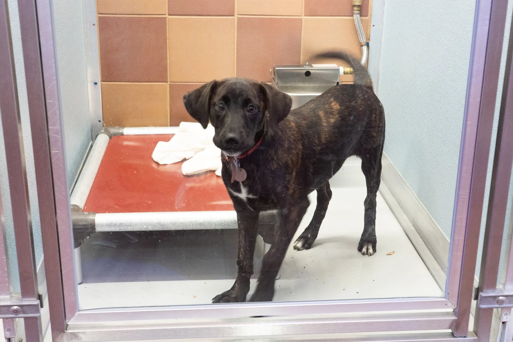 a puppy at north shore animal league