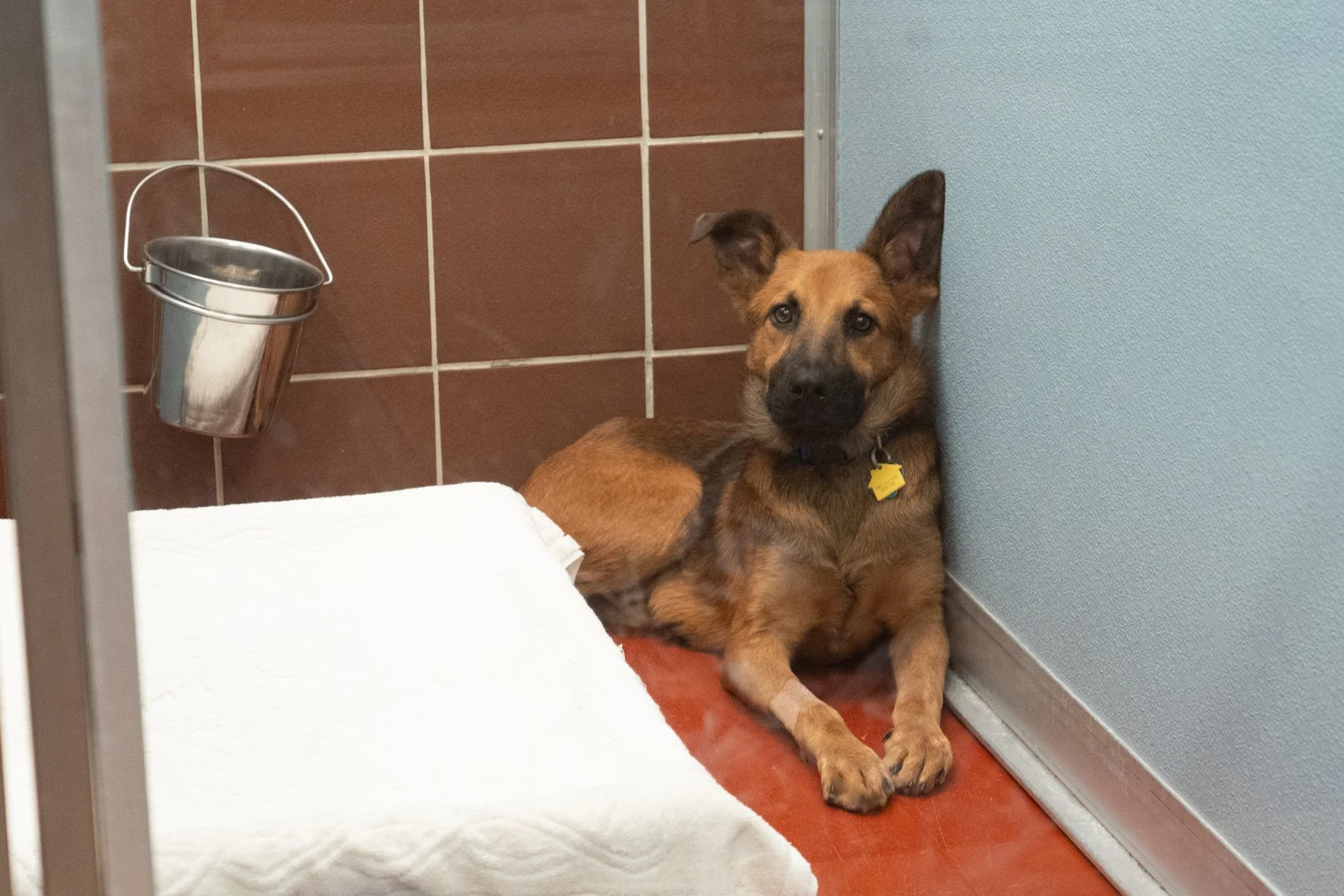dog laying on the kennel floor at a shelter