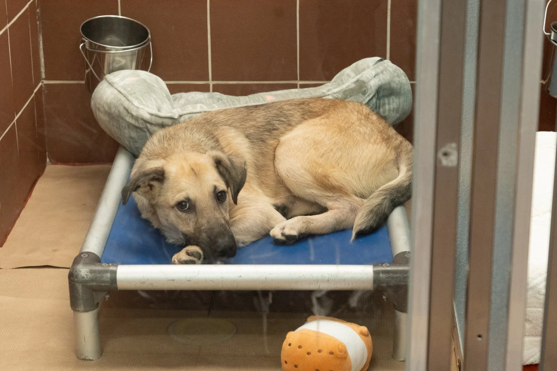 a rescue dog in a kennel sleeping on a bed