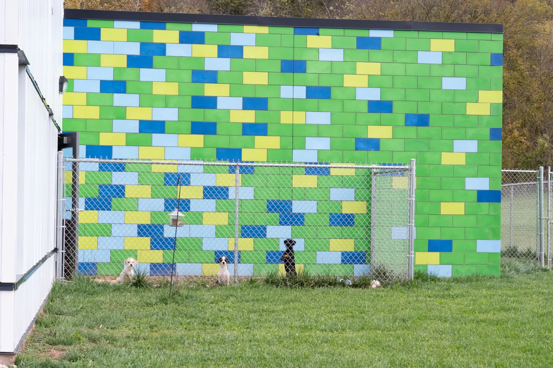 Jackso nCount yAnima lShelter-3.jpg