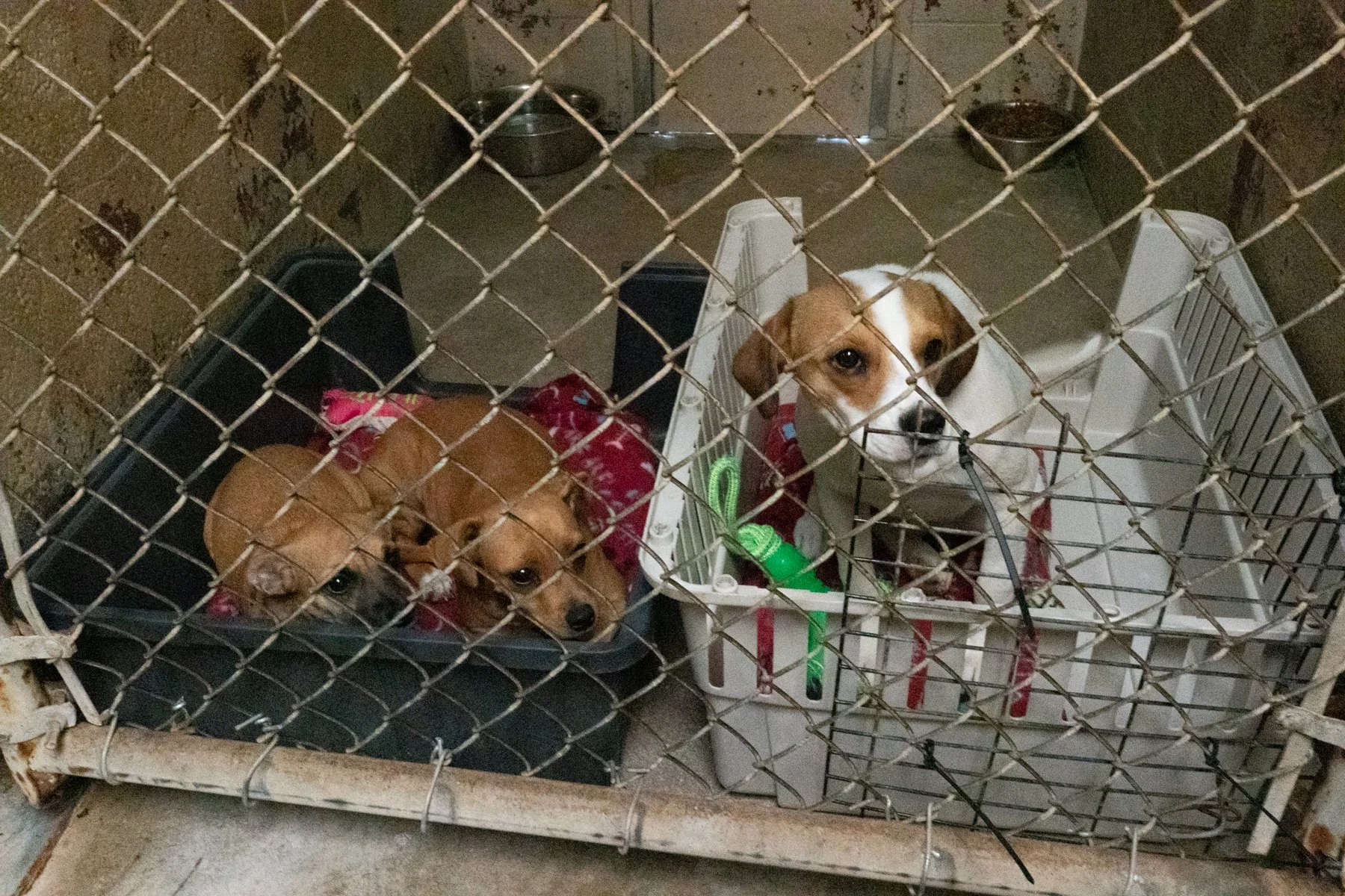 Jackso nCount yAnima lShelter-136.jpg