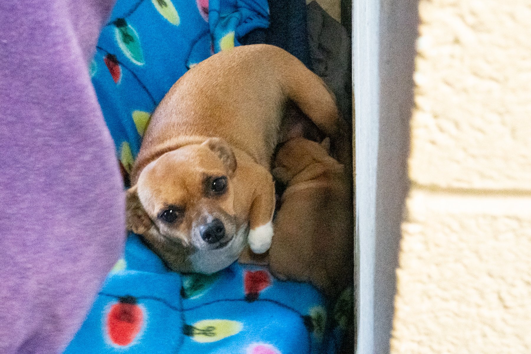 Jackso nCount yAnima lShelter-130.jpg