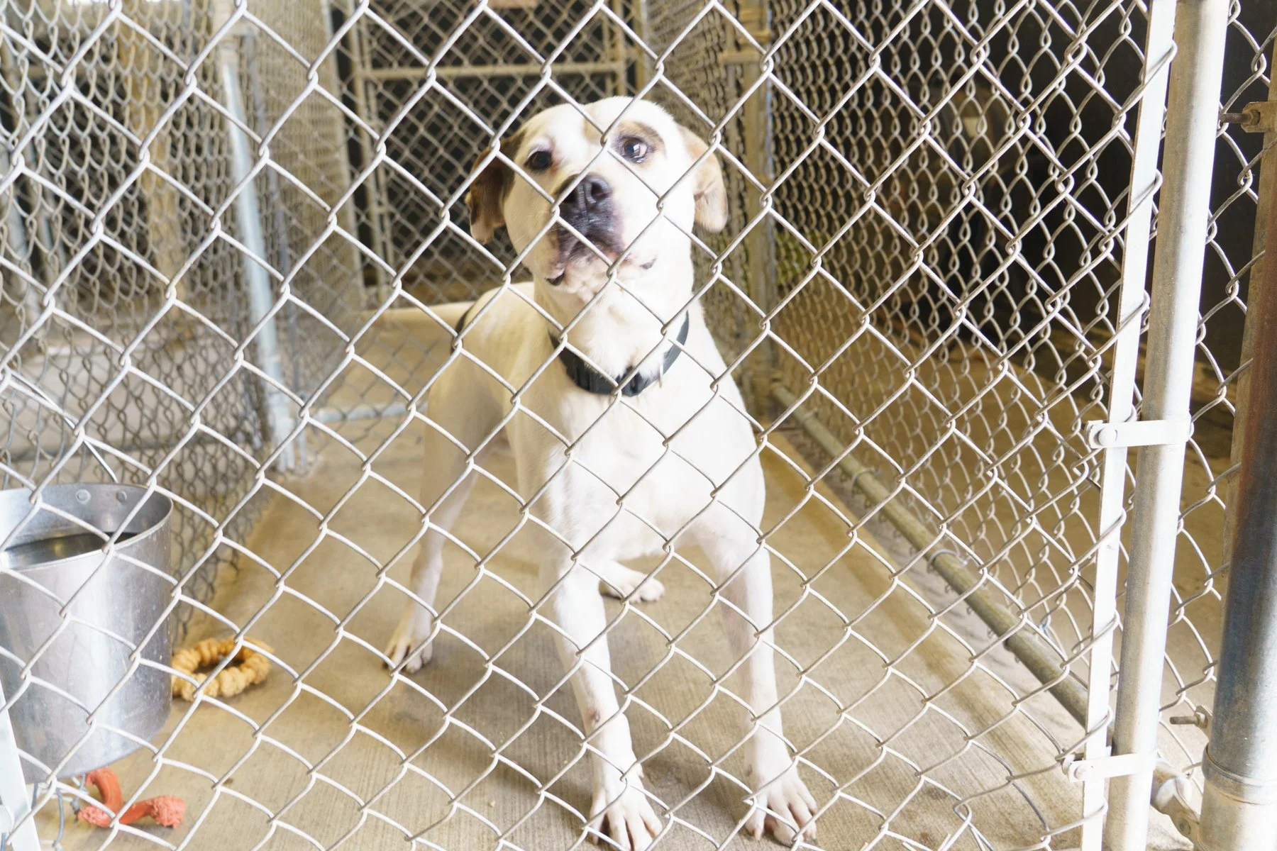 Jackso nCount yAnima lShelter-170.jpg