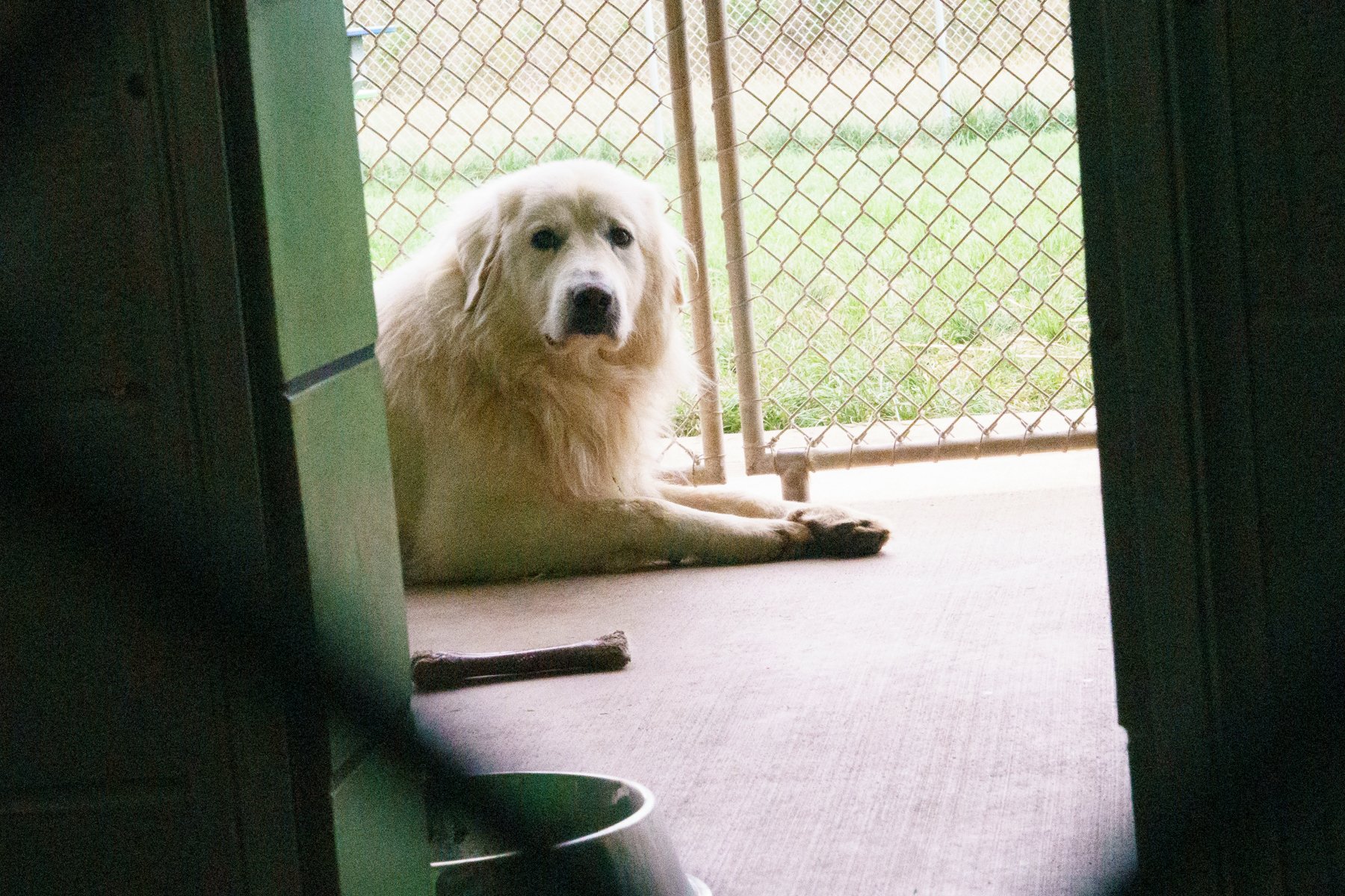 Jackso nCount yAnima lShelter-79.jpg