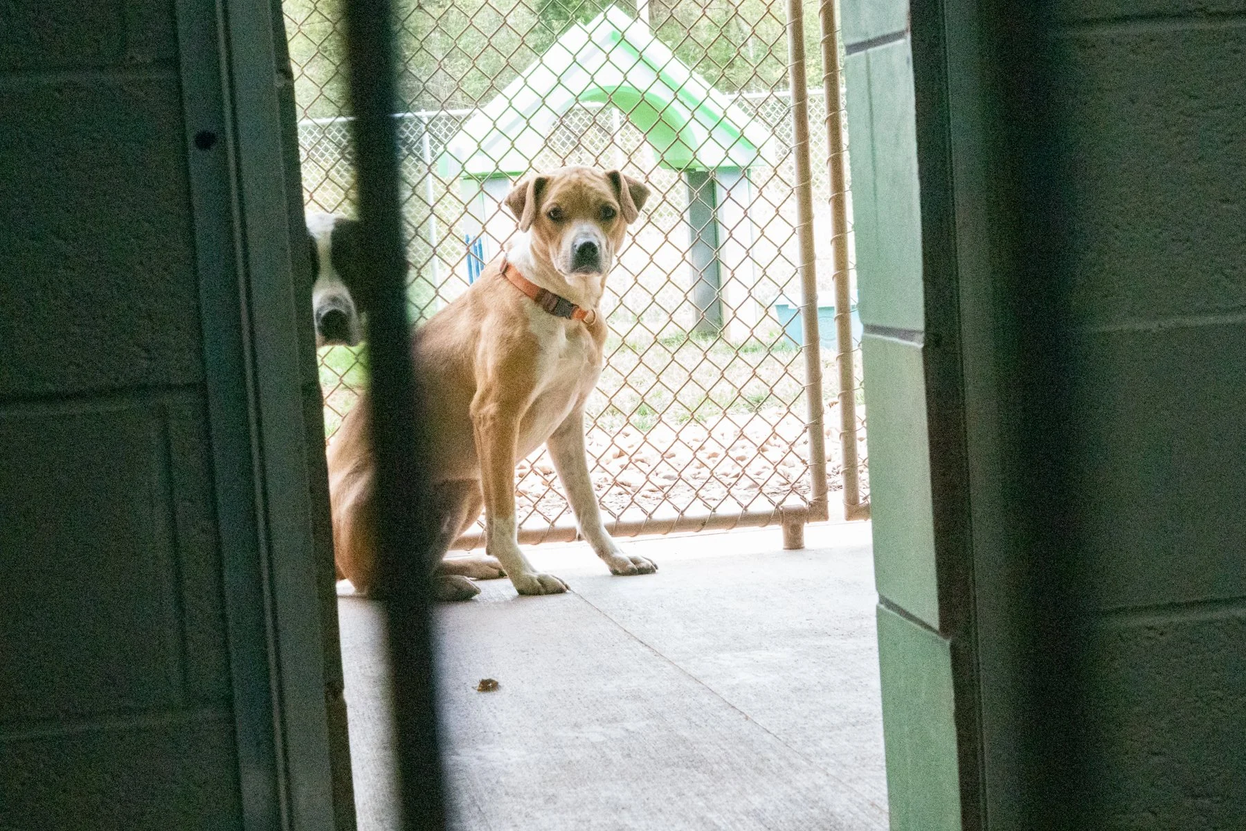 Why So Many Dogs Are Being Surrendered Right Now