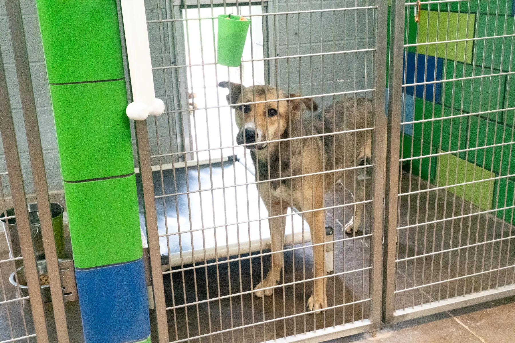 Jackso nCount yAnima lShelter-49.jpg