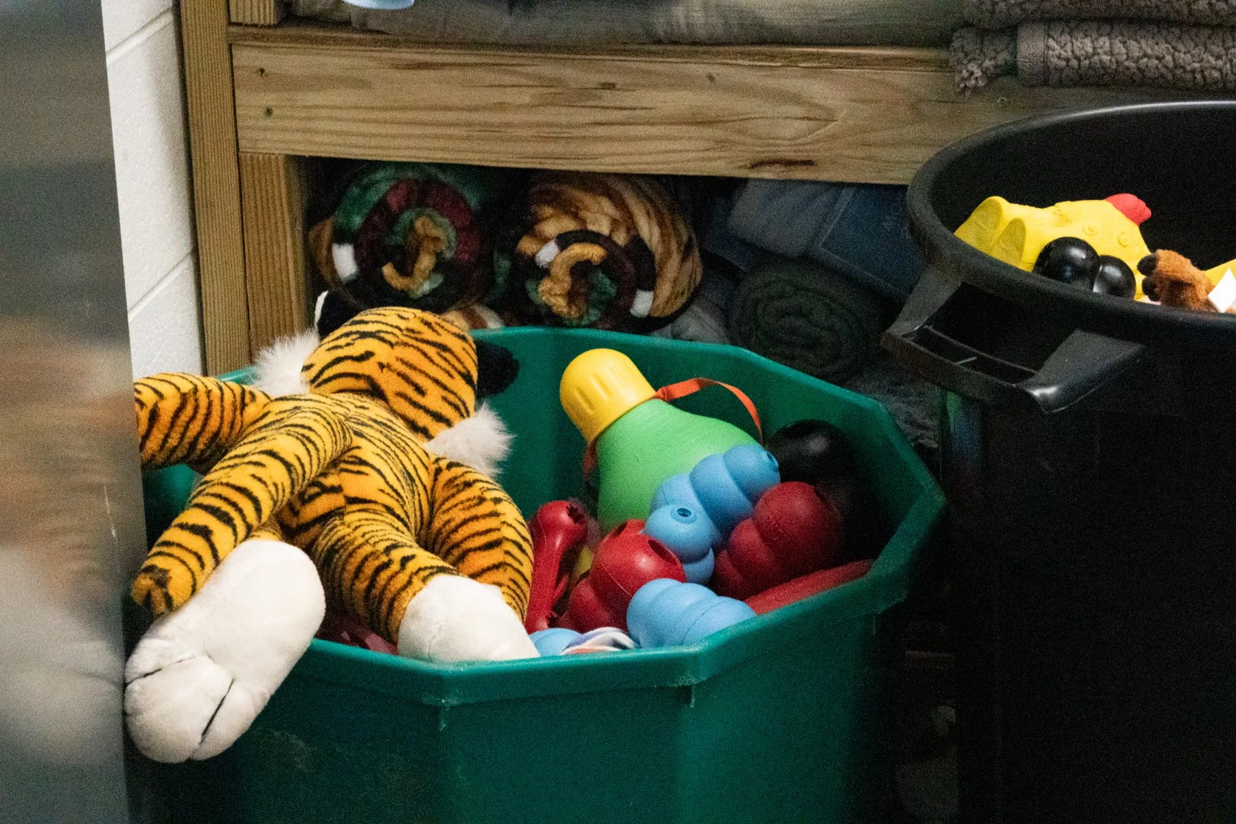 Jackso nCount yAnima lShelter-66.jpg