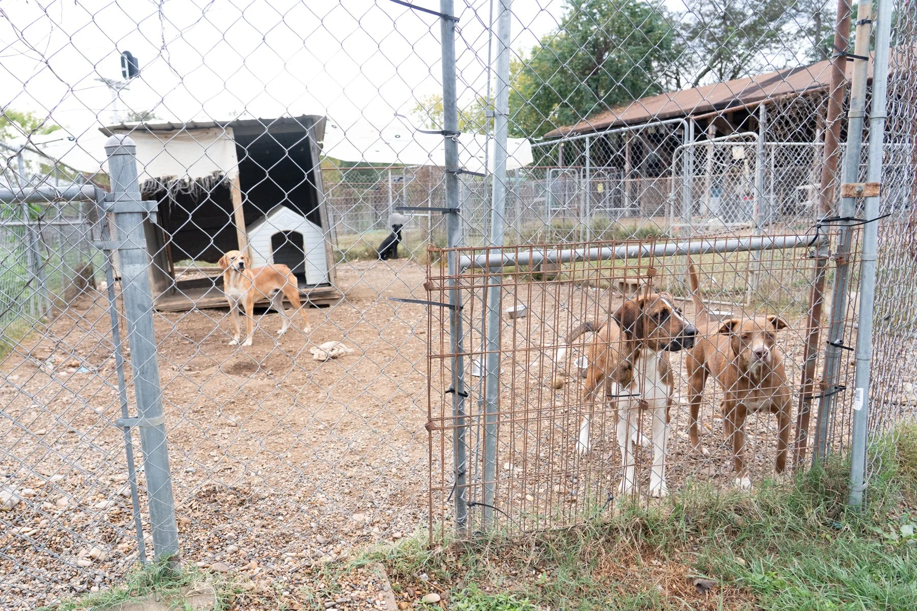 ClarkCounty Humane-58.jpg