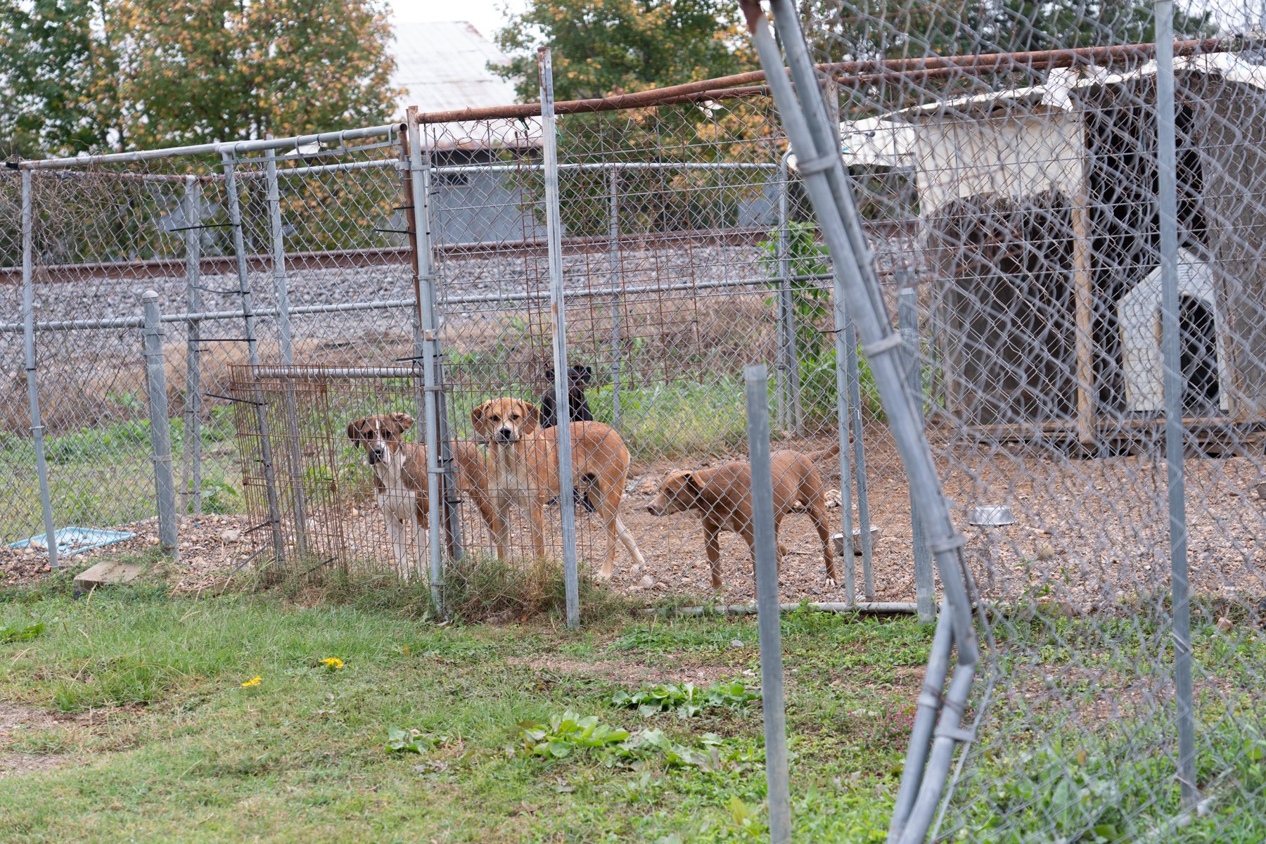 ClarkCounty Humane-39.jpg