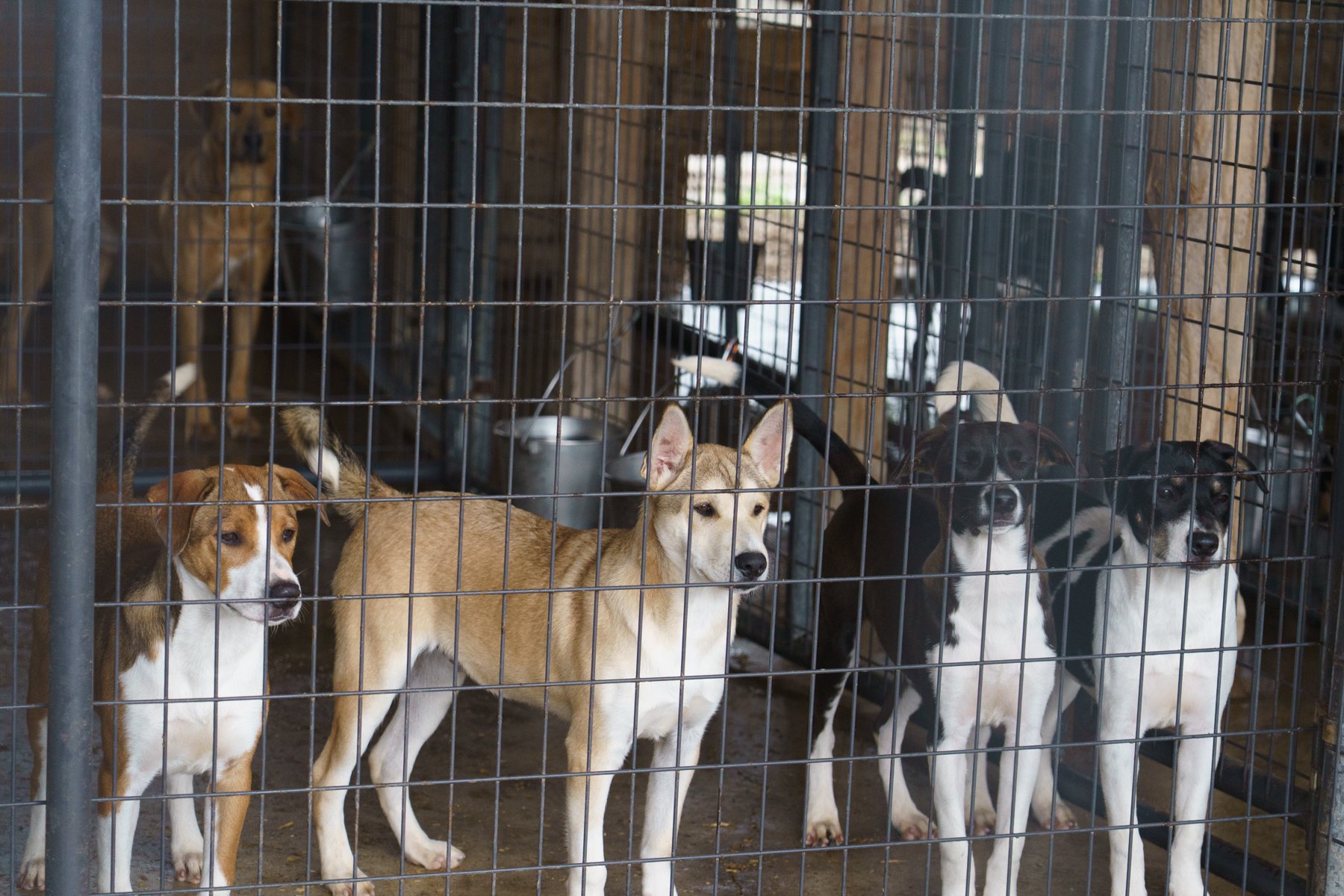 ClarkCounty Humane-123.jpg