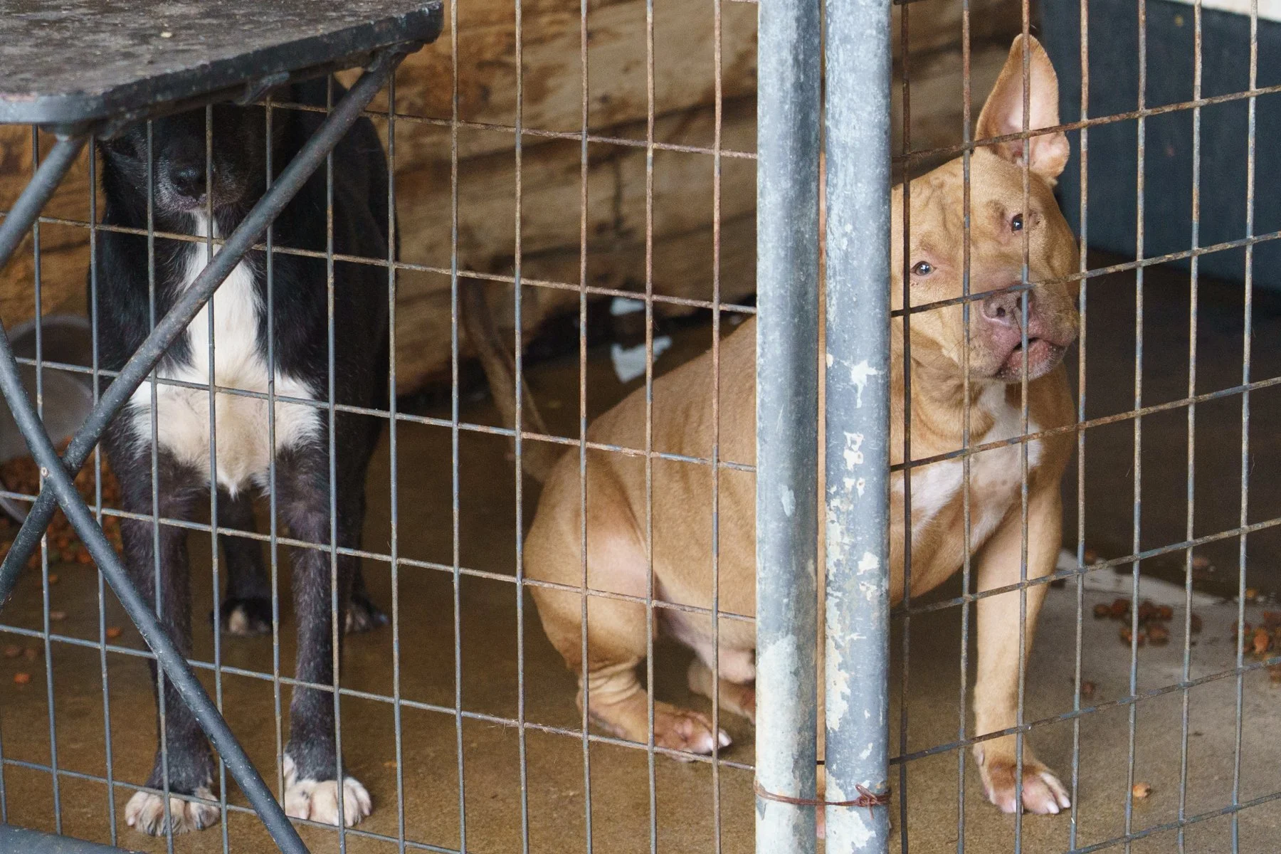 ClarkCounty Humane-121.jpg