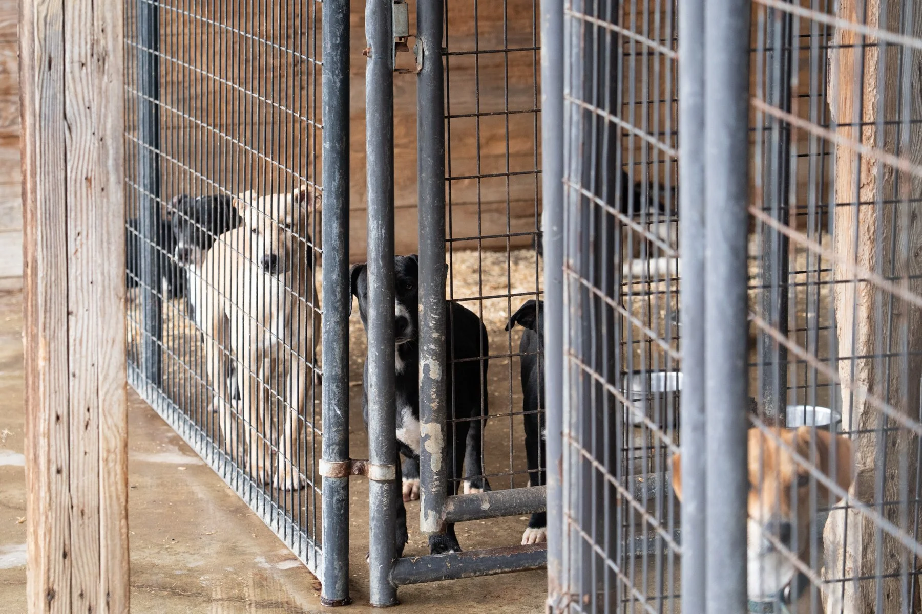 ClarkCounty Humane-100.jpg