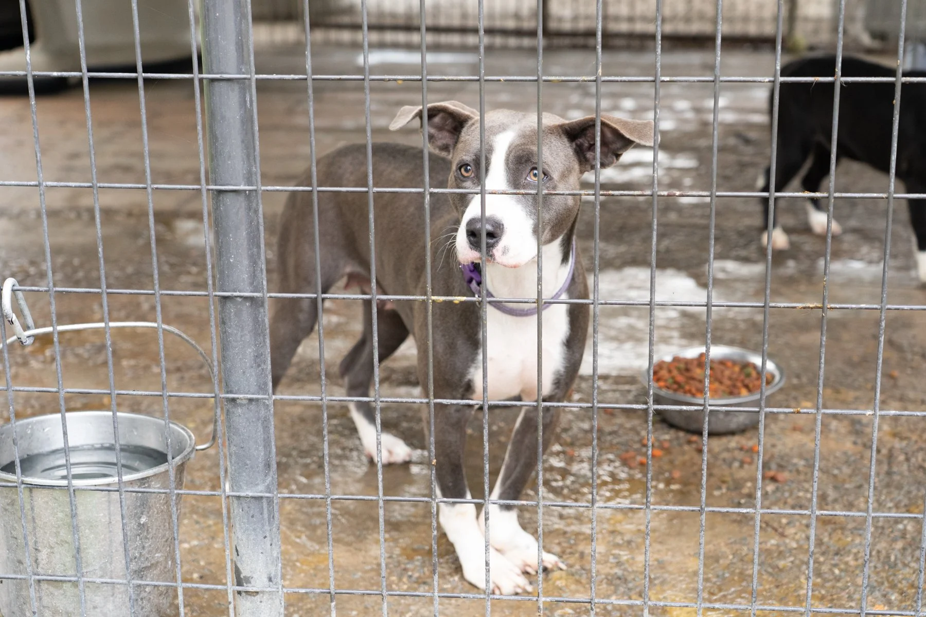 ClarkCounty Humane-52.jpg