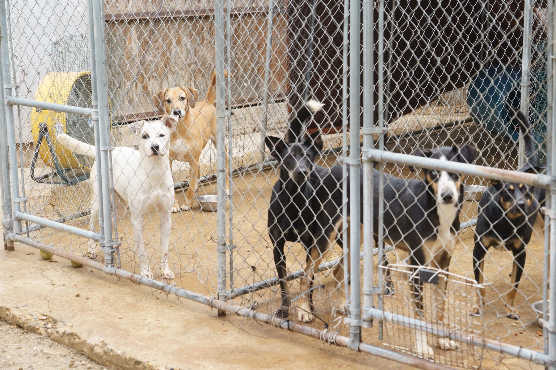 ClarkCounty Humane-71.jpg