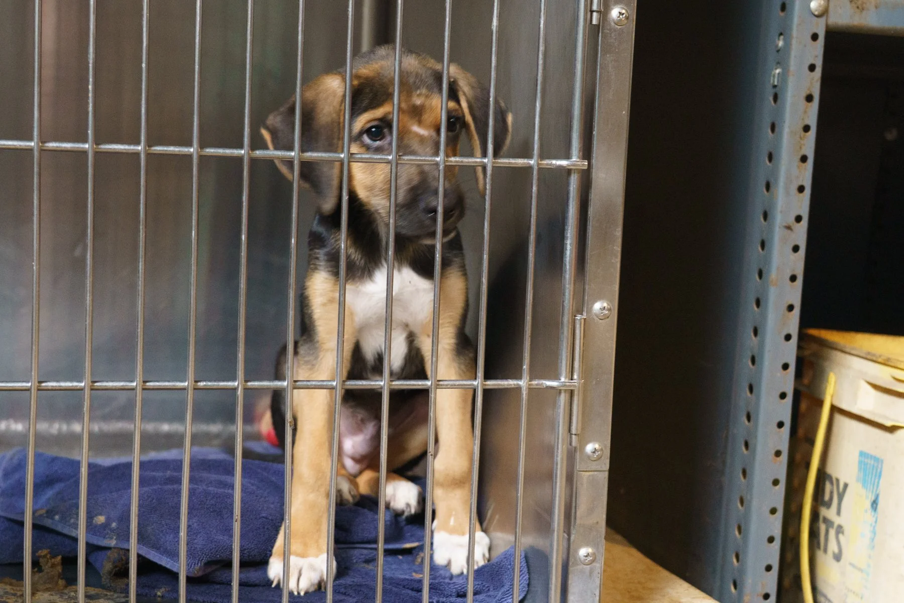 ClarkCounty Humane-34.jpg