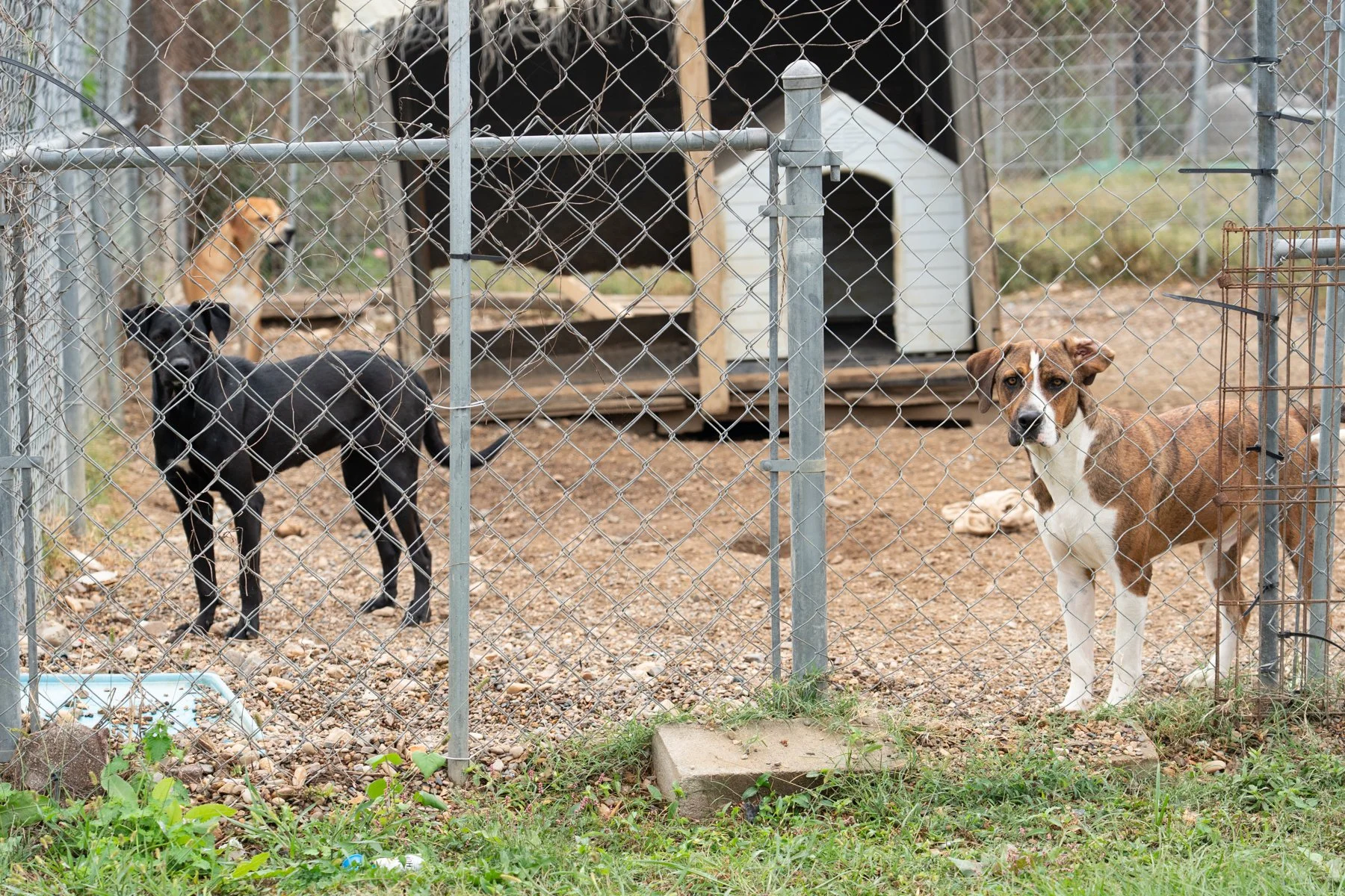 ClarkCounty Humane-43.jpg