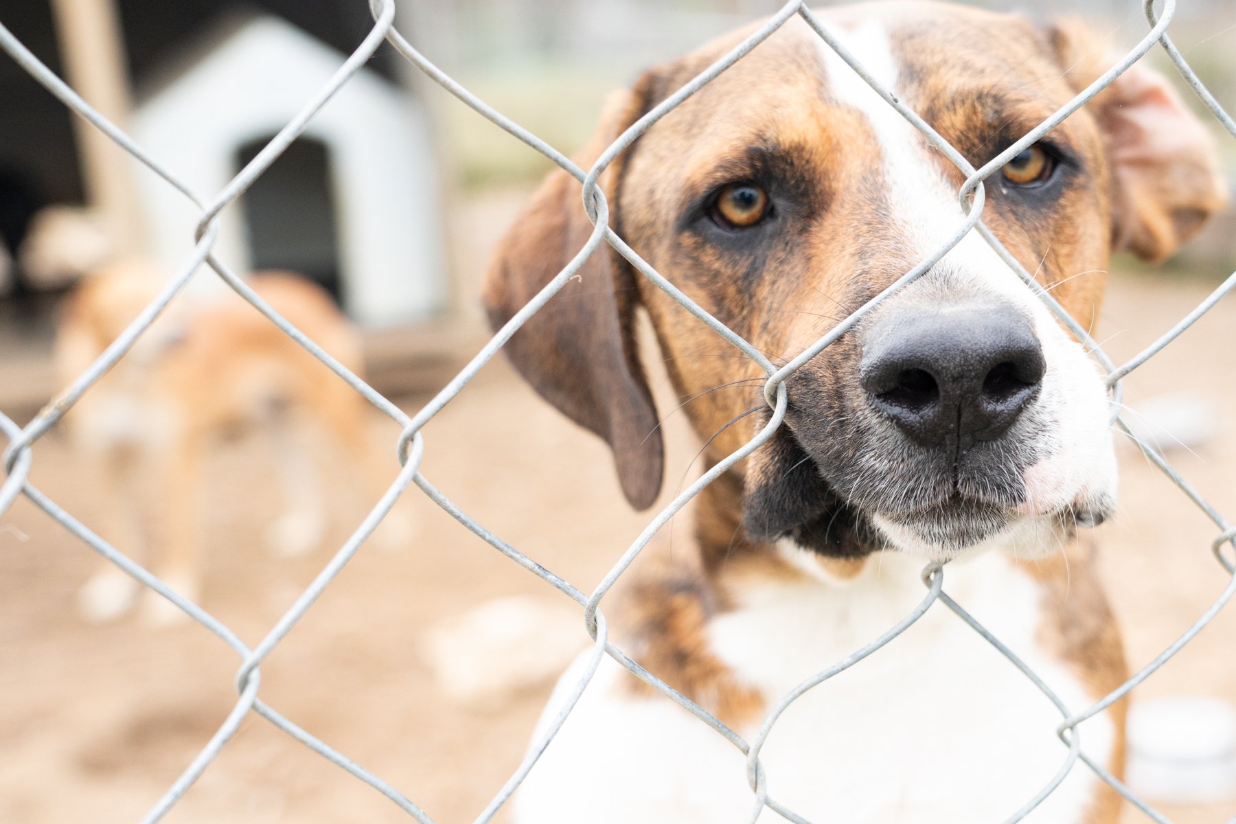 Catch 22 in Clark County: No-kill Multiplies Stray Population