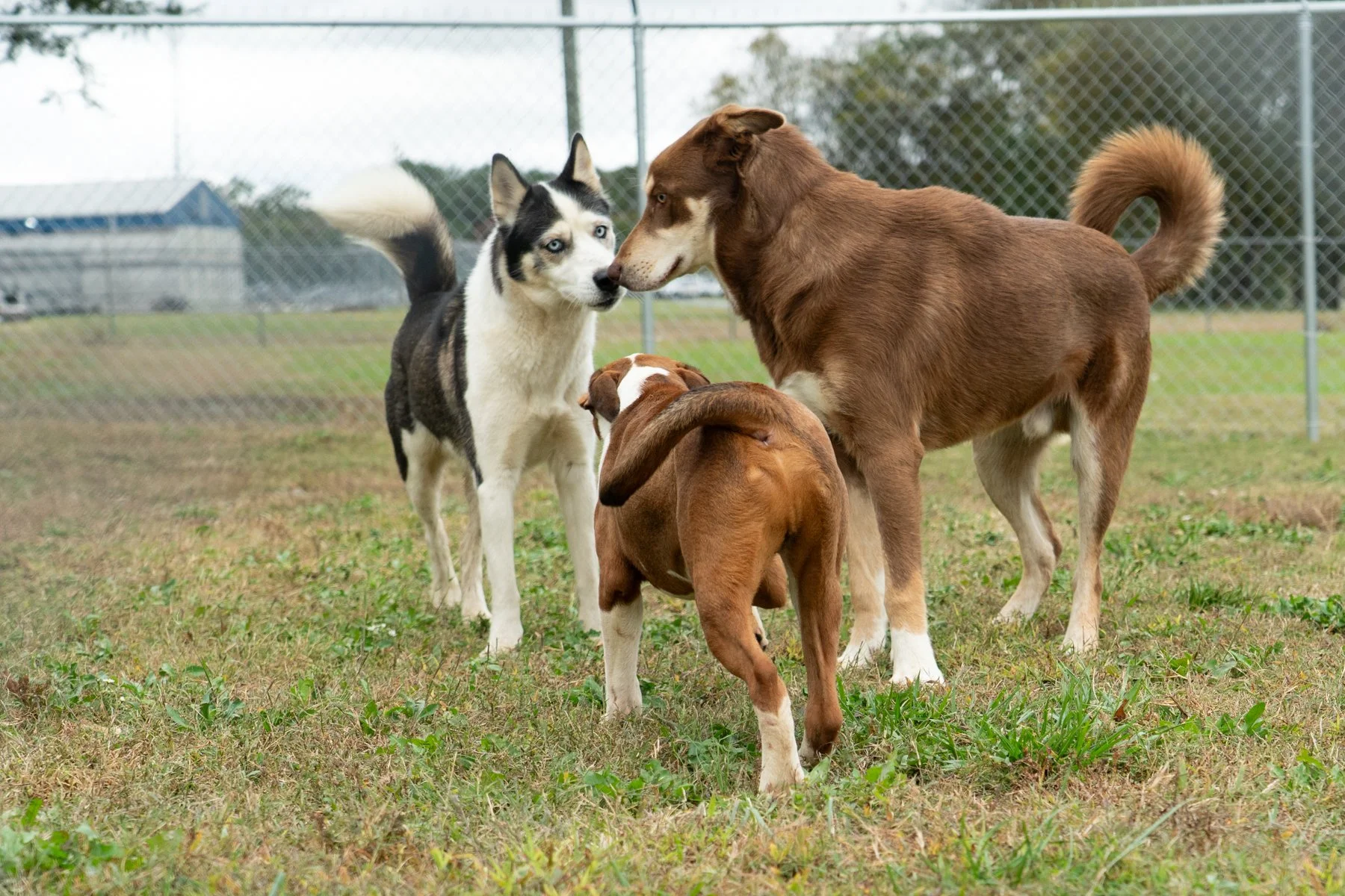 Shelter Reality: You Cannot Save Them All - At least Not Yet