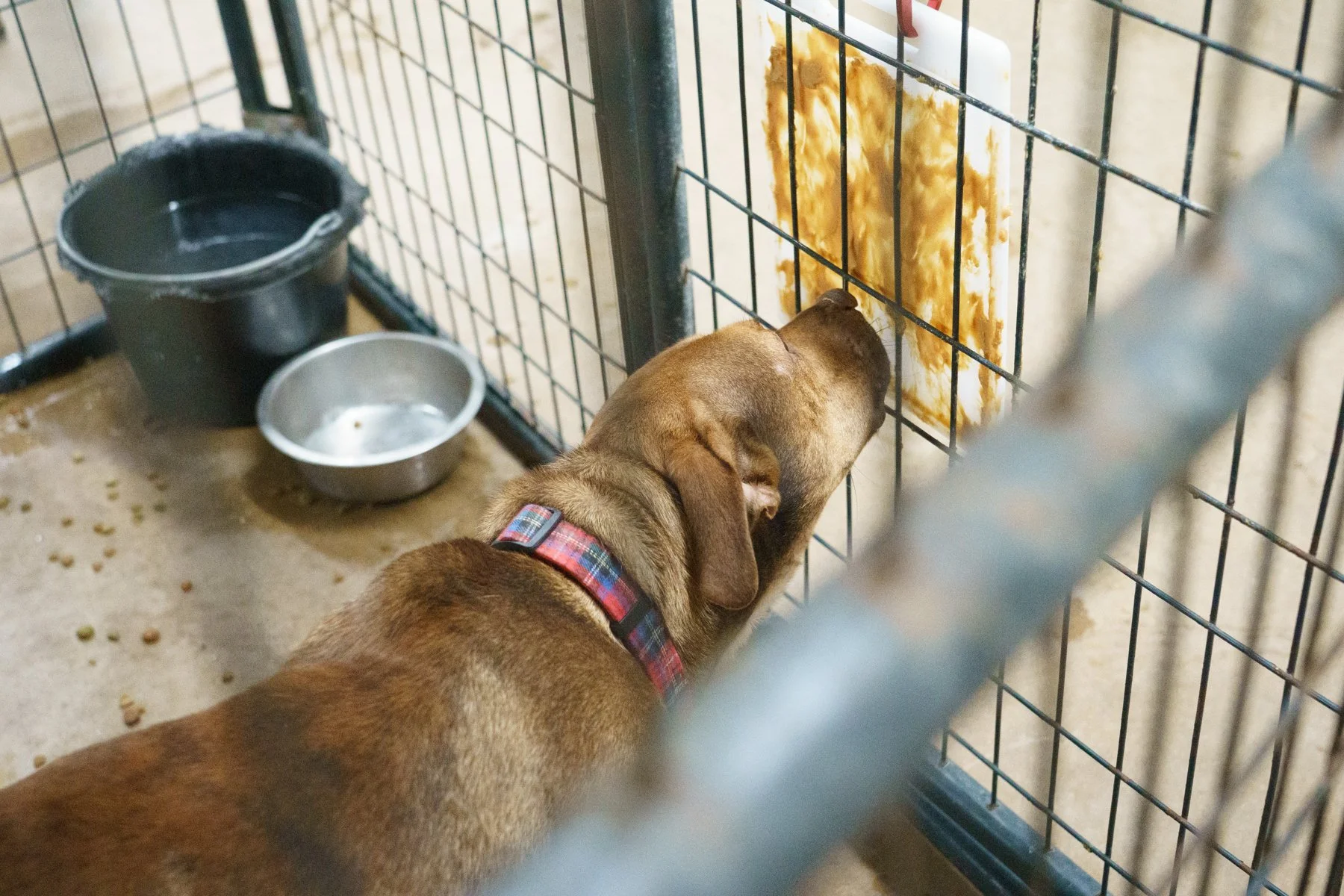 Dog Enrichment Ideas