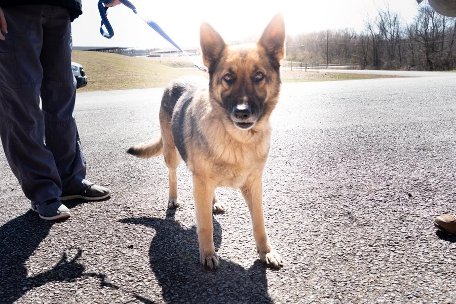 Re-Opened Intake at this Georgia Shelter