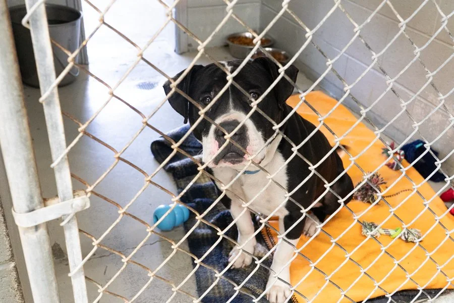 How to be a Successful Open-Intake Animal Shelter in a Rural County