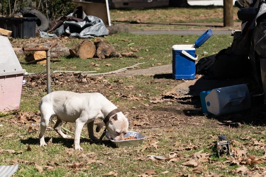 A Better Goal: Sustainable Animal Shelters that are Supported By and Serve Their Community