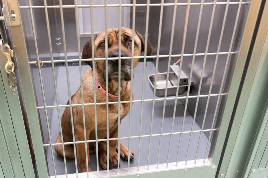 Saving (or Not Saving) Dogs at Memphis Animal Services Shelter