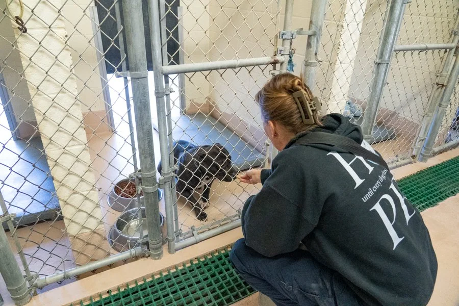 Danville Area Humane Society: There is More to the Story Than Numbers