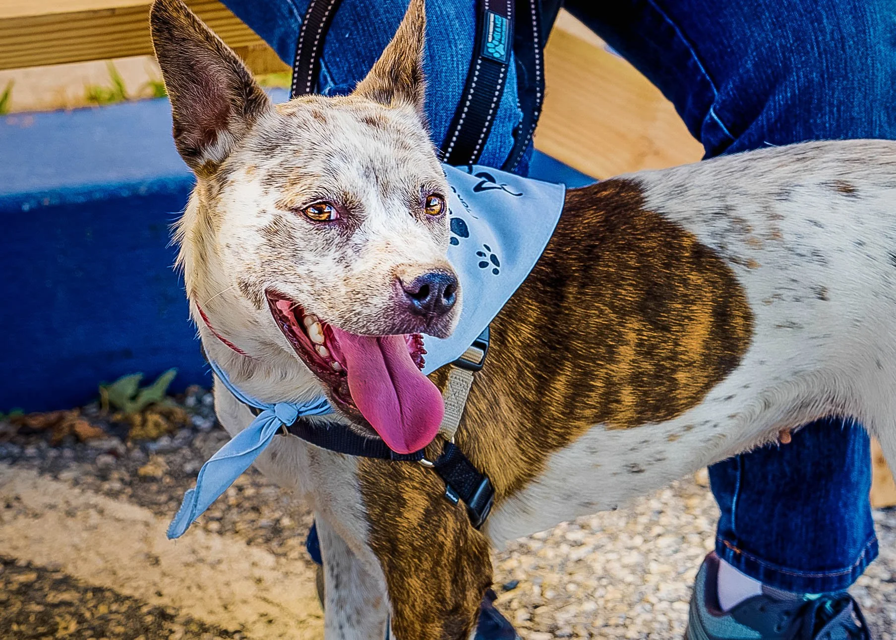 Giving Dogs a Break From the Shelter