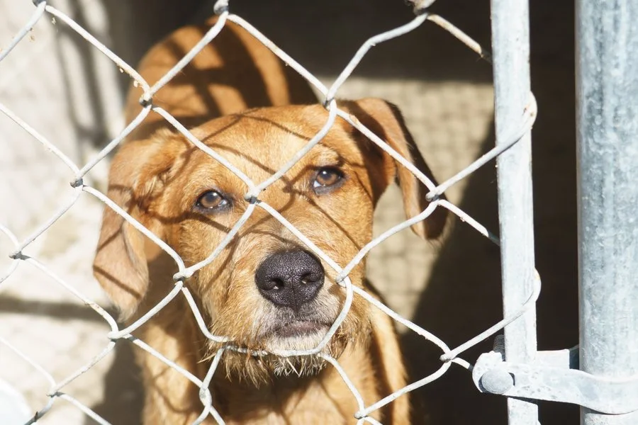 Before You Surrender Your Dog: What to Do First