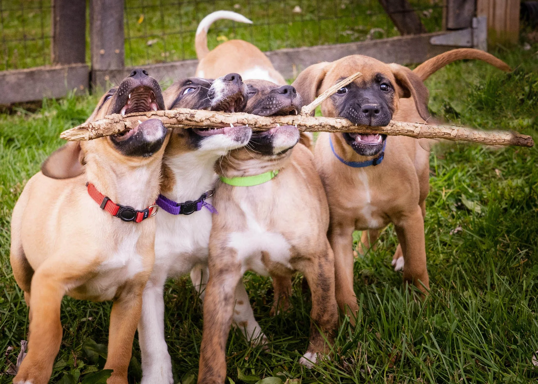 Why Playgroups Are a Lifeline for Shelter Dogs