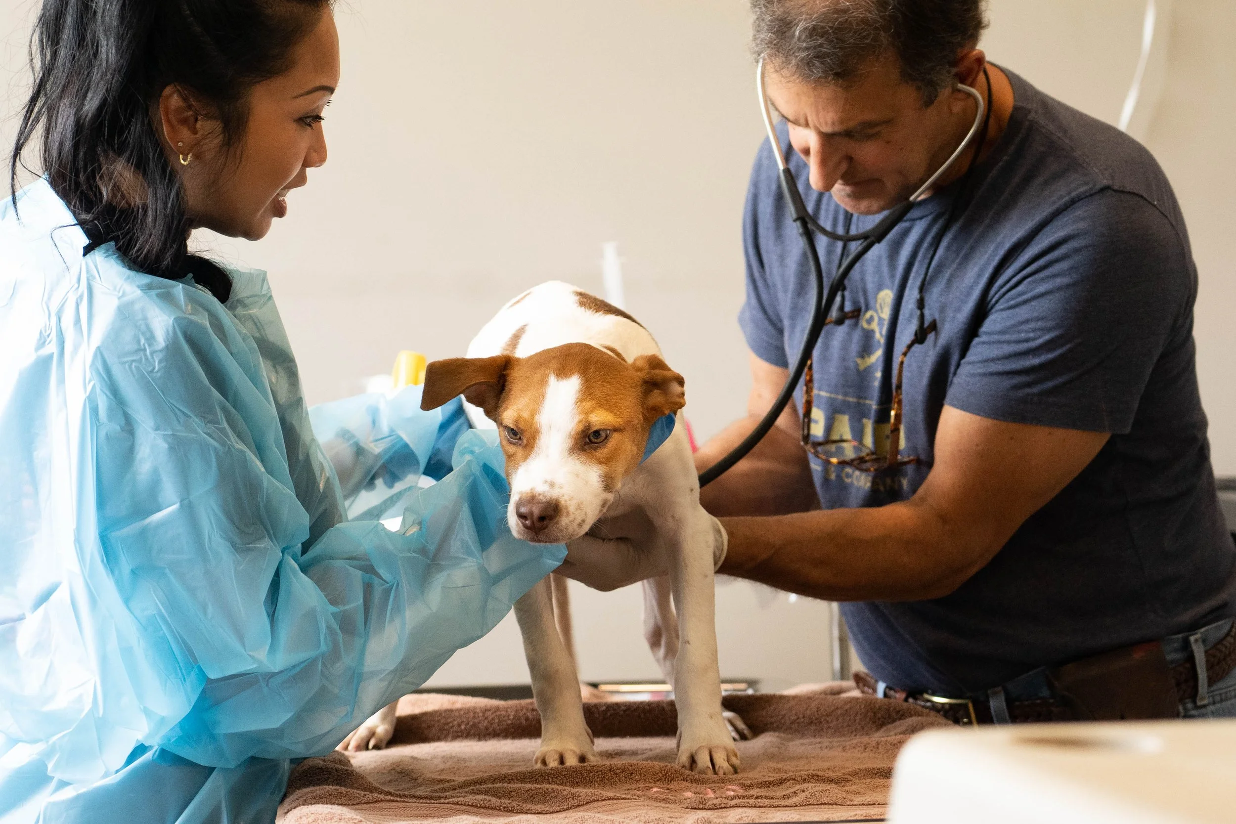 Affordable Heartworm Treatment Options Shelters Should Know About
