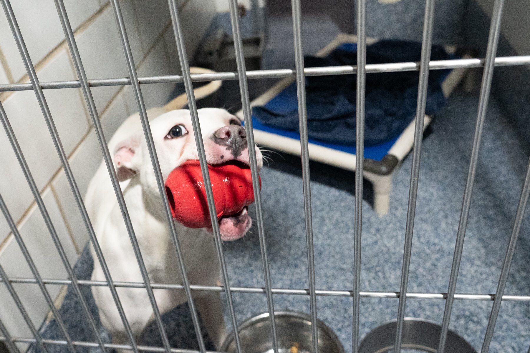 Dog Enrichment Ideas for Animal Shelters: Easy Ways to Reduce Stress and Improve Adoptability