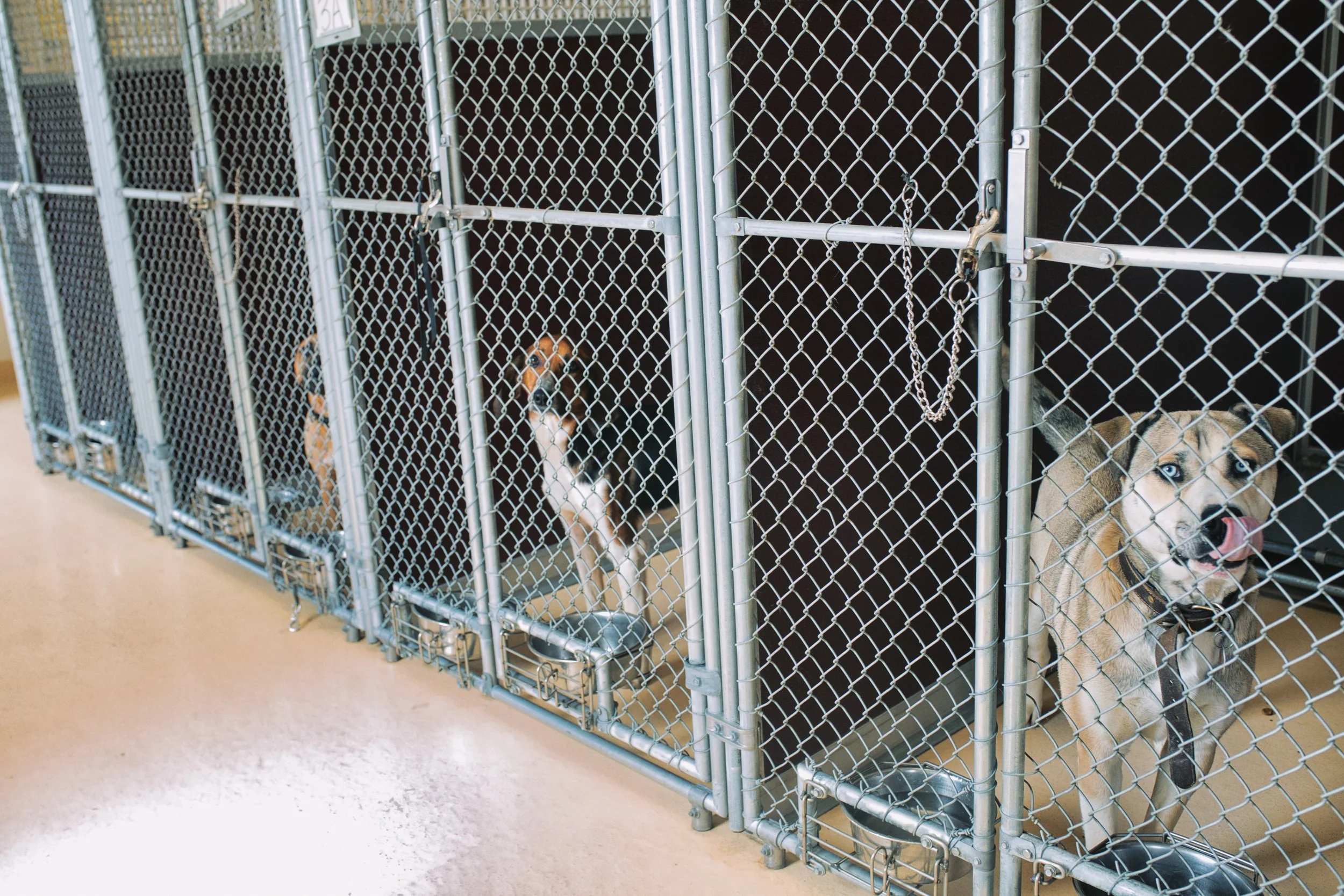 Why Animal Shelters Are Overcrowded After the Pandemic