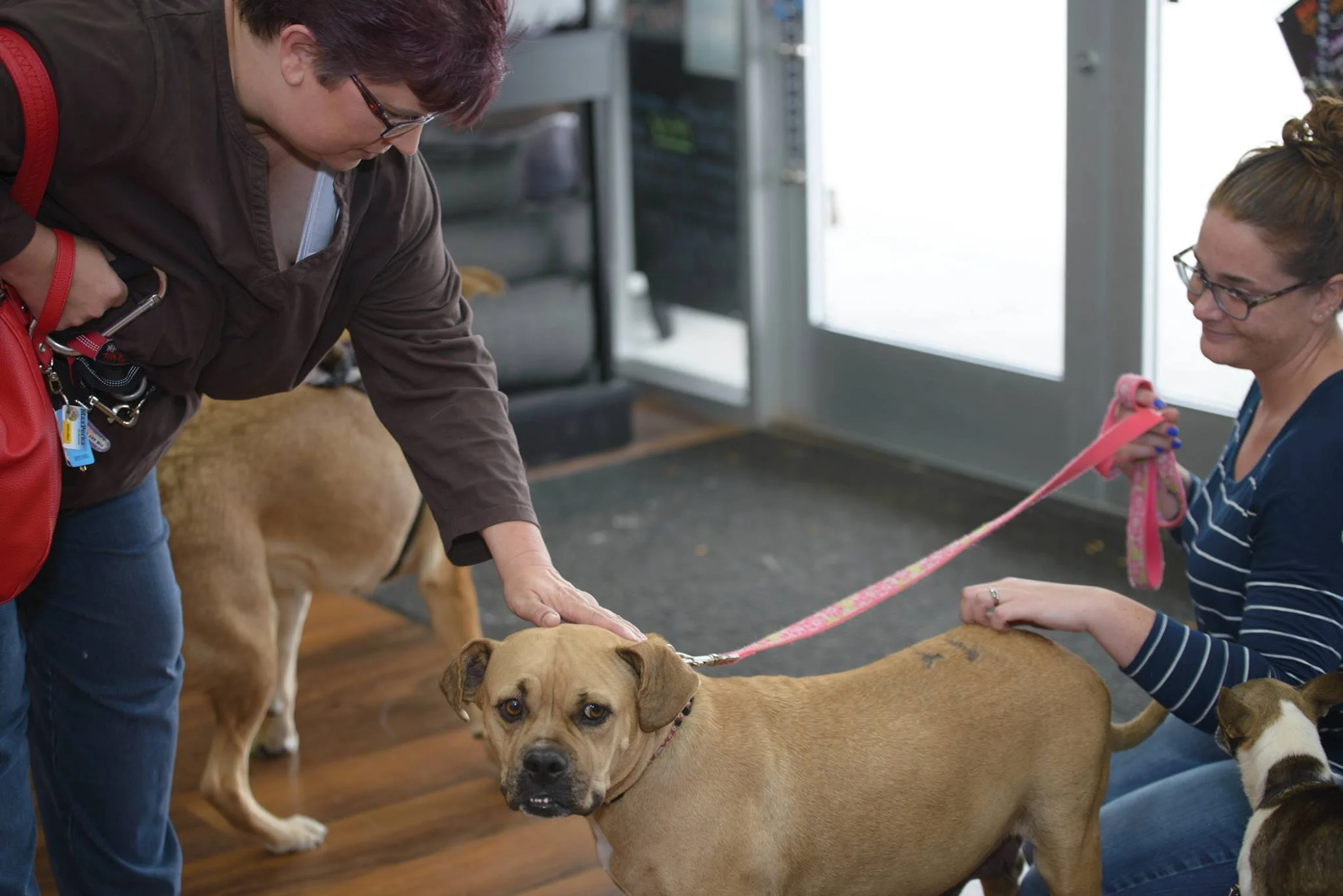 How to Foster a Dog and Help Save Shelter Animals