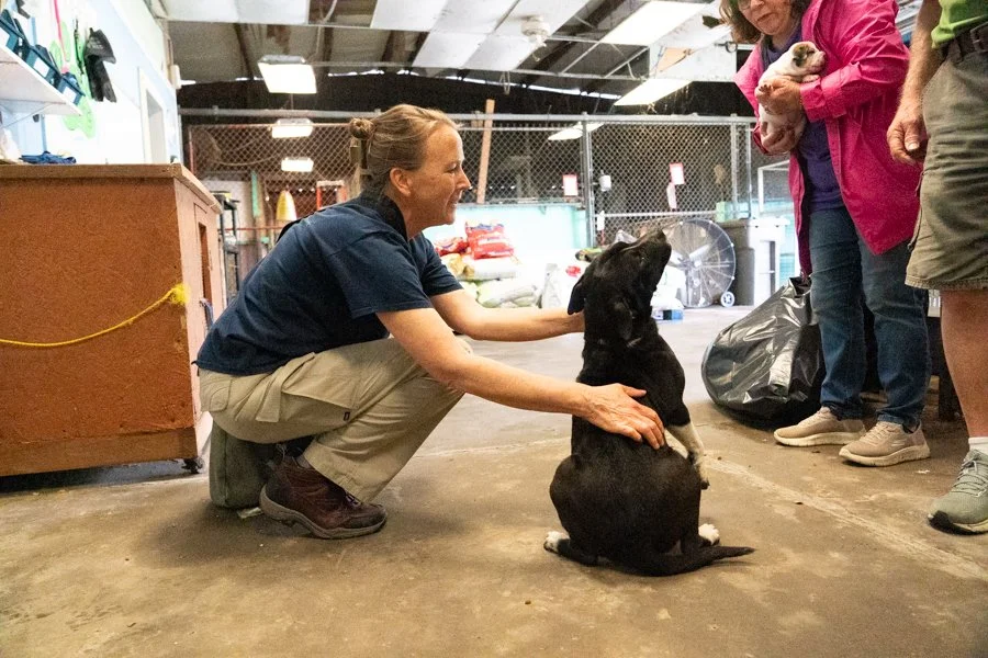Digital Fundraising Strategies for Animal Shelters That Actually Work
