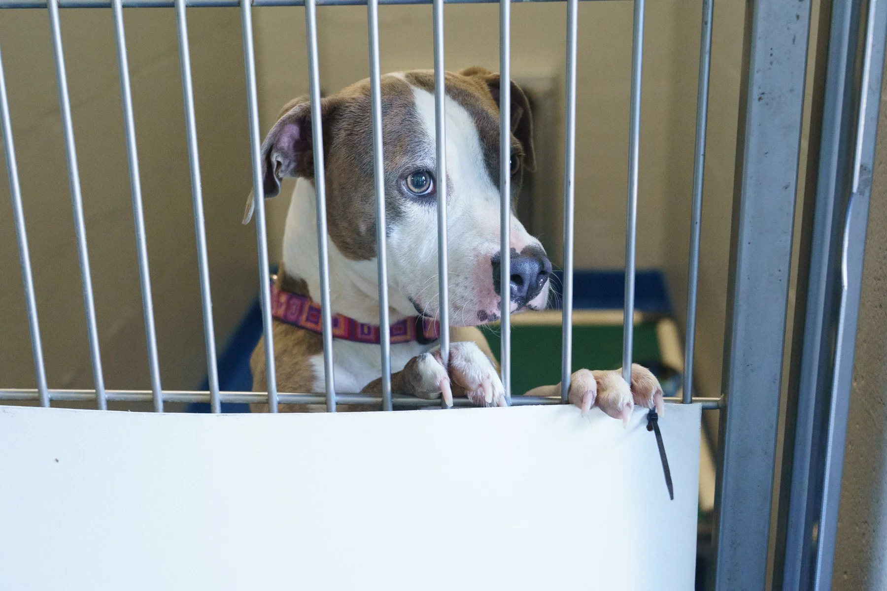 SPCA Florida-61 (1).jpg