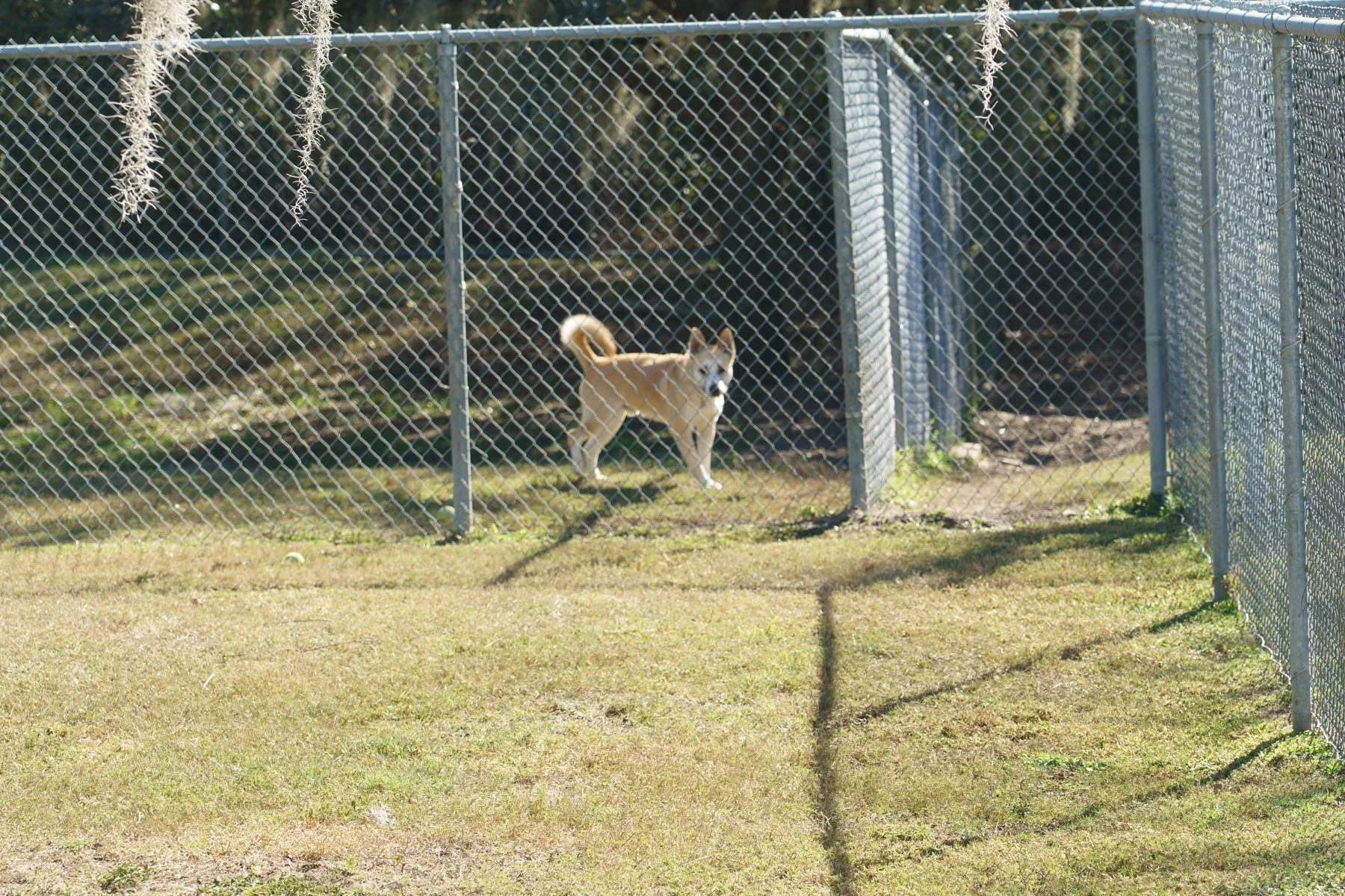 SPCA Florida-49 (1).jpg