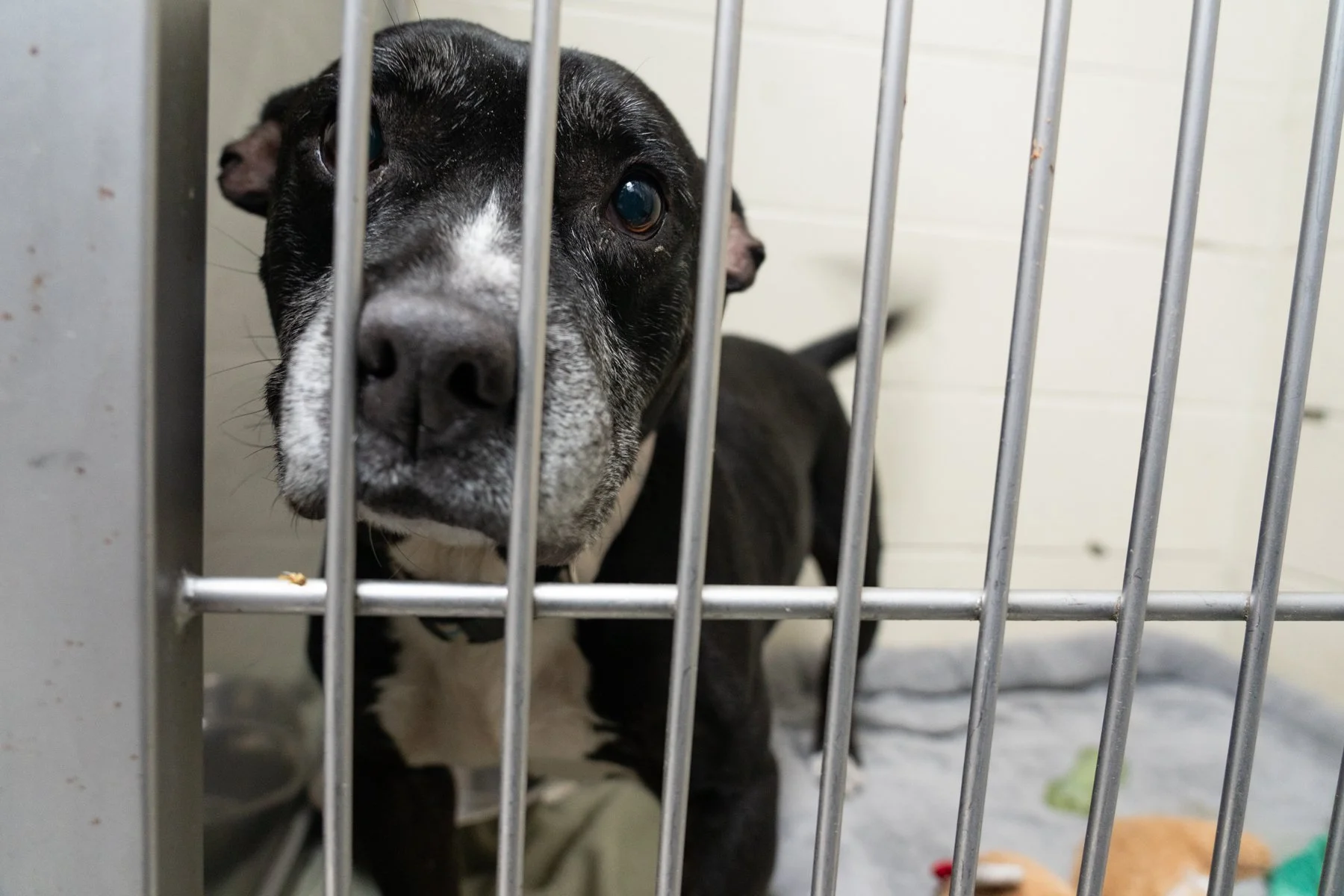SPCA Florida-38 (1).jpg