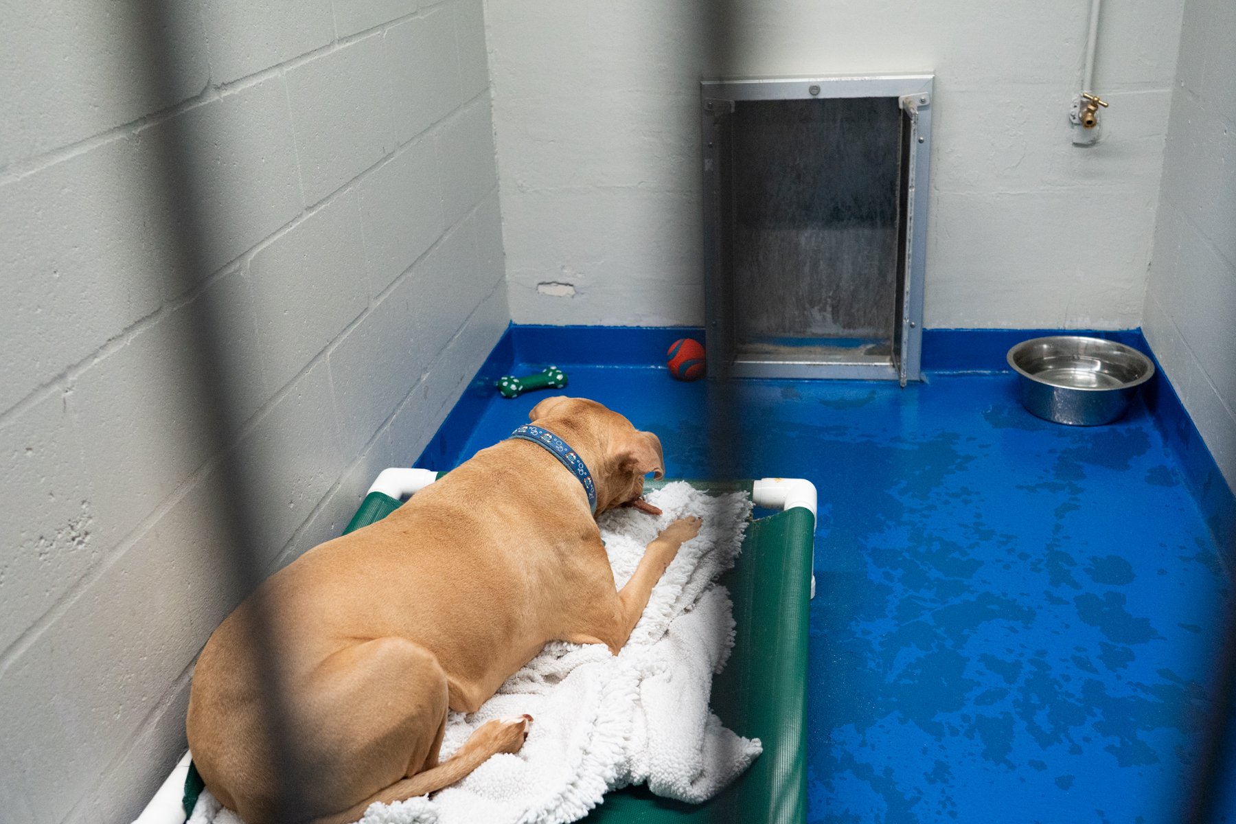 SPCA Florida-65.jpg