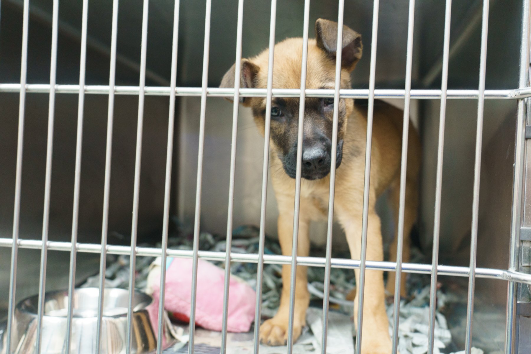 SPCA Florida-29.jpg