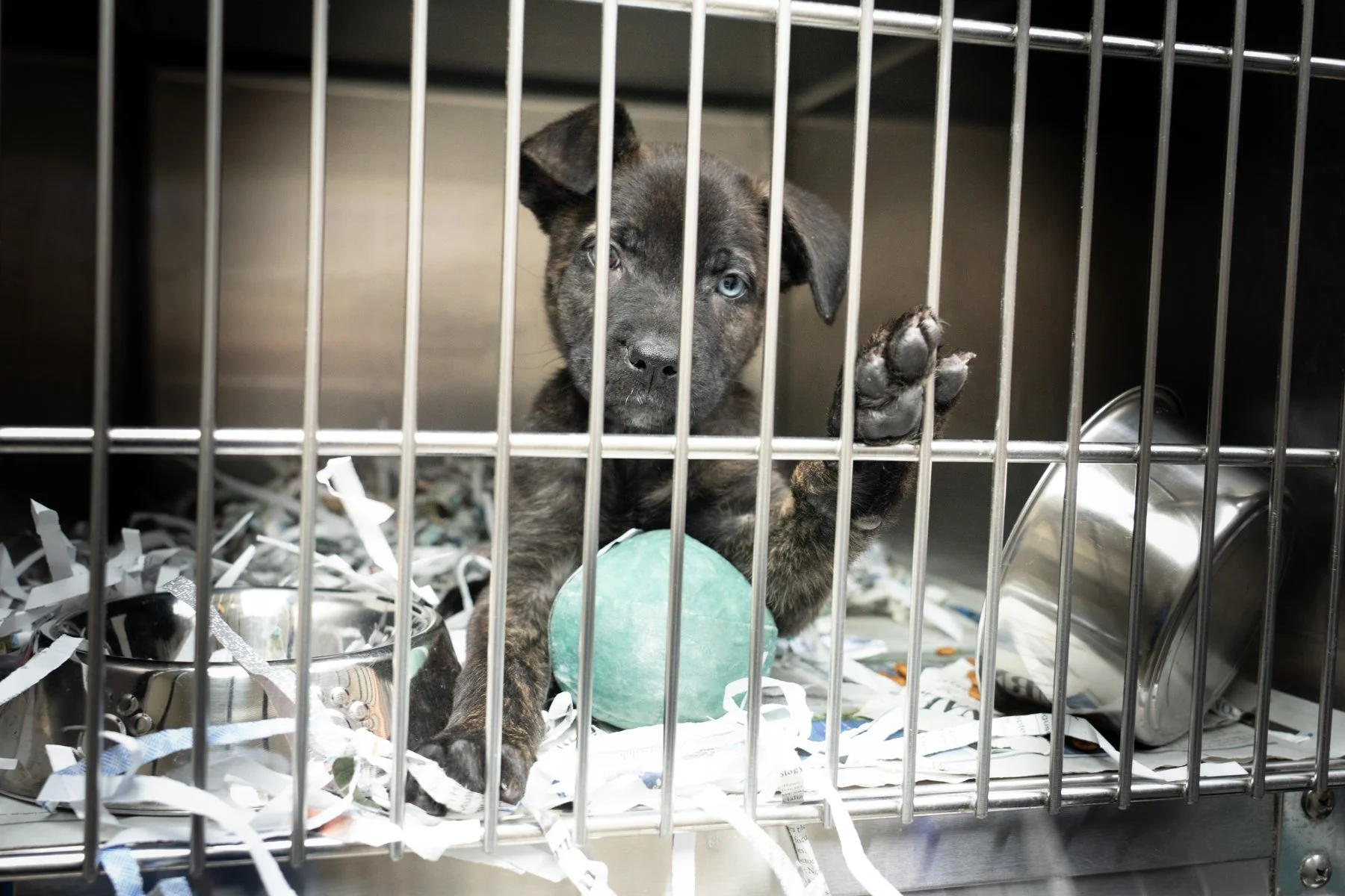 SPCA Florida-41 (1).jpg