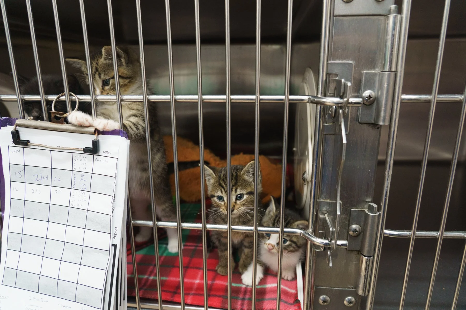 SPCA Florida-24 (1).jpg