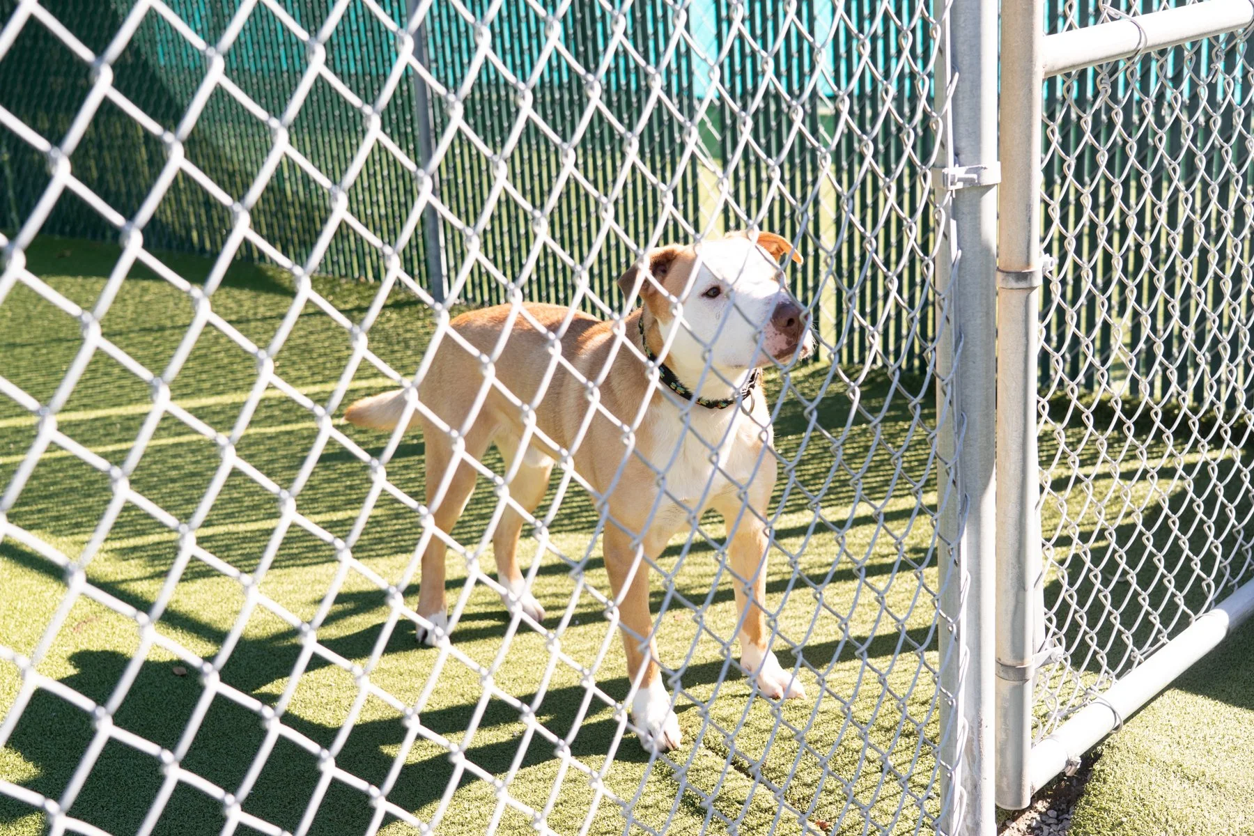 SPCA Florida-58.jpg