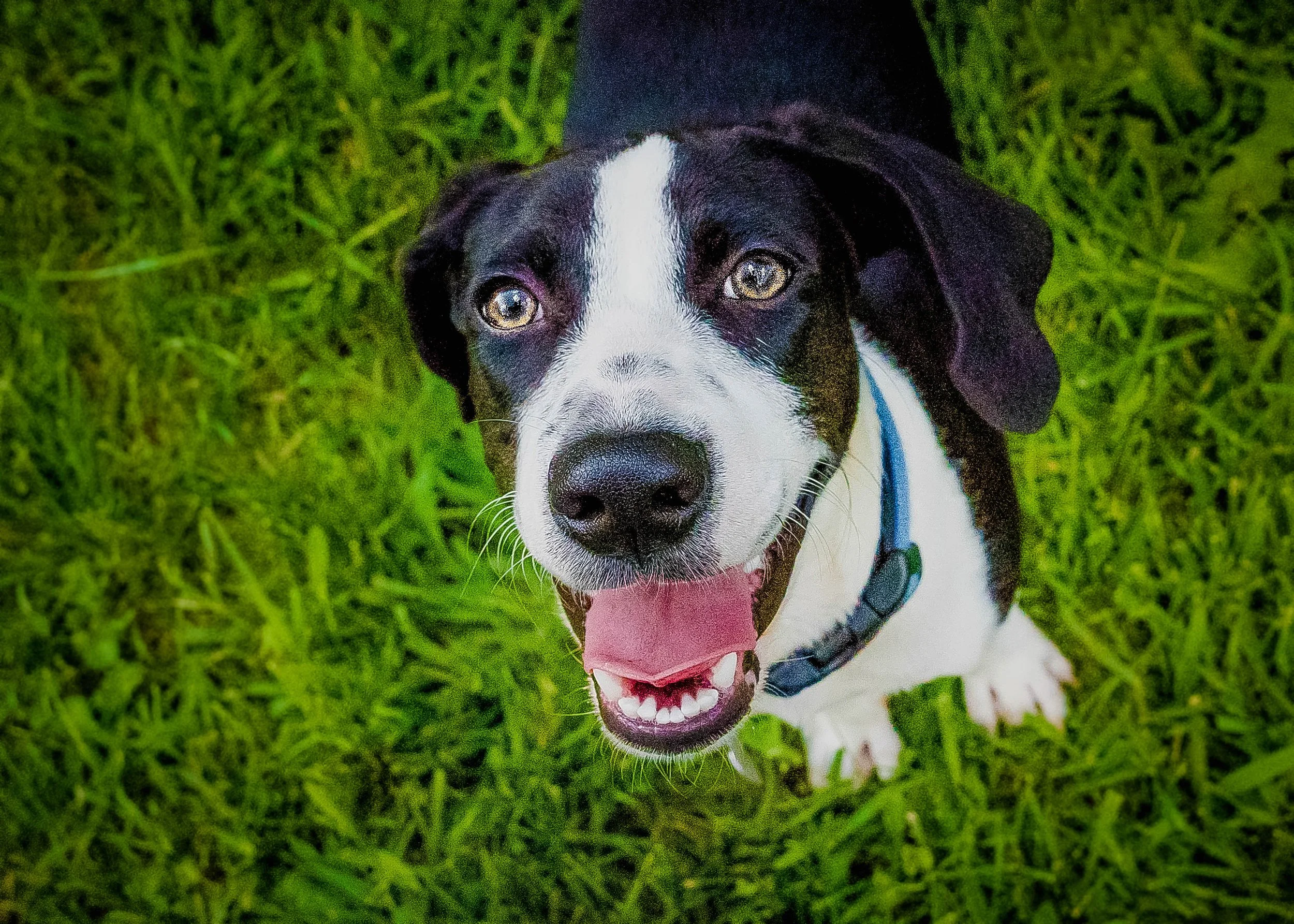 25 Creative Animal Shelter Fundraising Ideas to Raise More Money and Increase Community Support