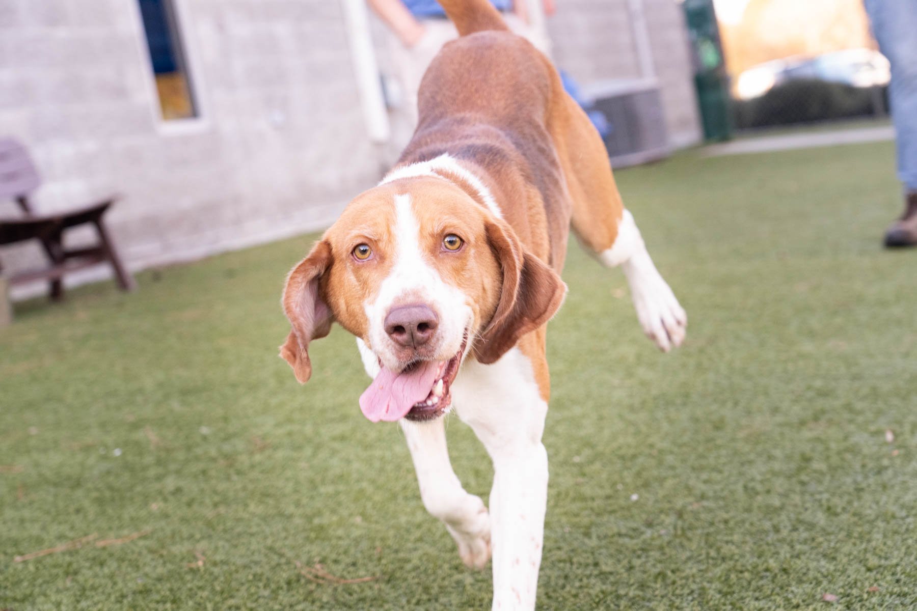 How Animal Shelters Can Use AI to Increase Adoptions, Fundraising and Community Awareness